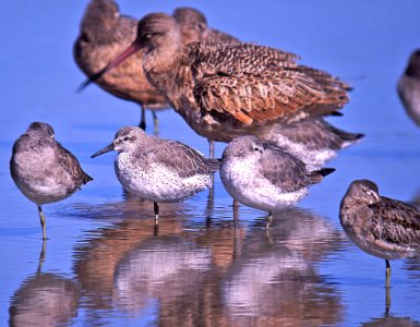 309 - RED KNOT (12-04) morro bay, slo co, ca (1)