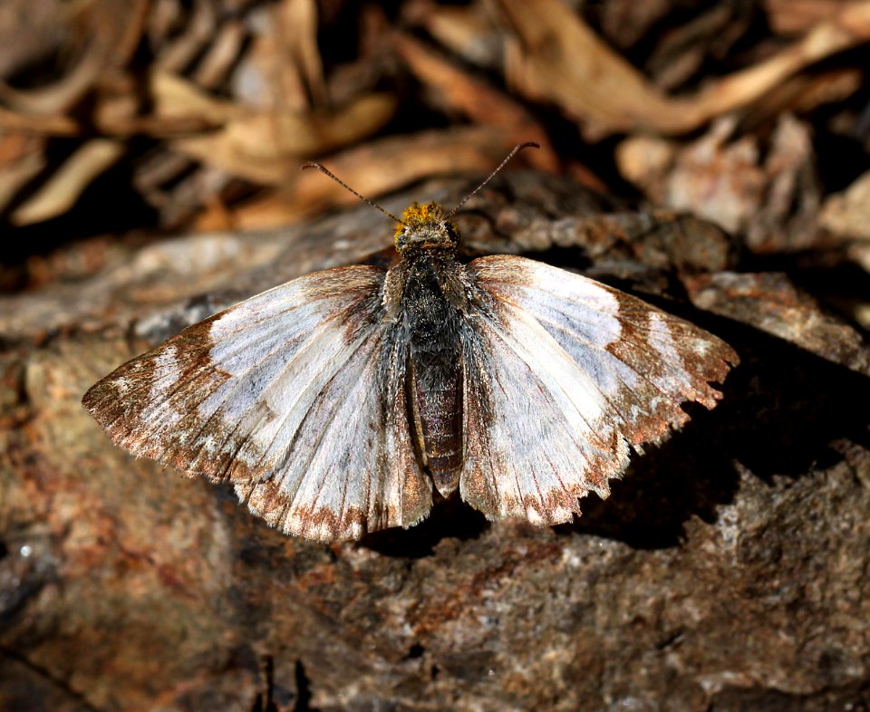 LAVIANA WHITE-SKIPPER (Heliopetes laviana) (10-20-12) california gulch, w of nogales, scc, az -01