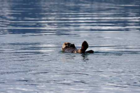Sea otter