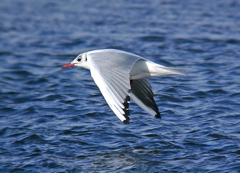 351 - BLACK-HEADED GULL (2-6-07) adult, quidi vidi lake, st john's, newfoundland (2)