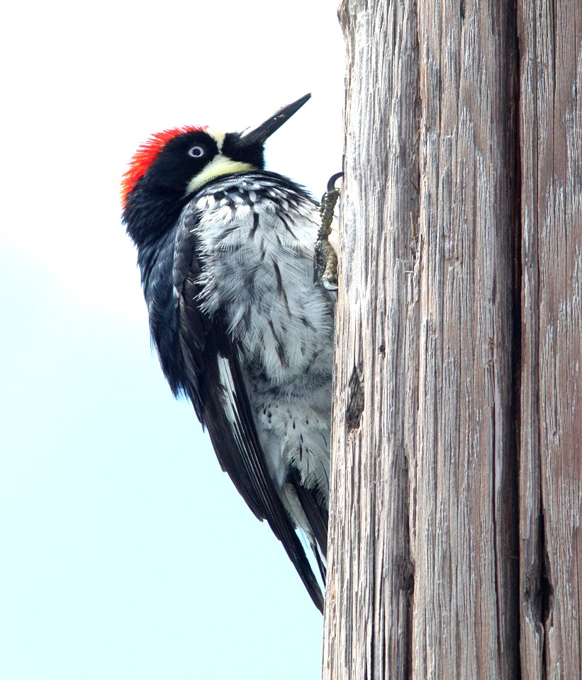 524 - ACORN WOODPECKER (4-13-10) santa margarita lake, slo co, ca (2)