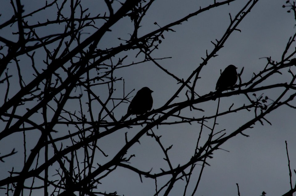 Two's a crowd silhouette