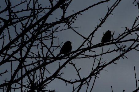 Two's a crowd silhouette photo