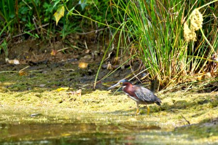 Green Heron (Butorides virescens)- Boyds Maryland - Montgomery County photo