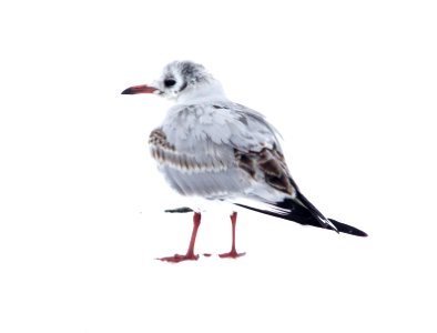 351 - BLACK-HEADED GULL (2-15-11) Quidi Vidi Lake, St John's, Newfoundland  (4)