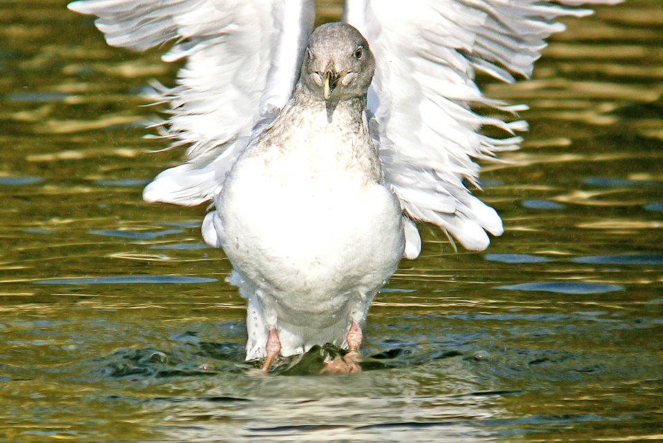 370 - GLAUCOUS-WINGED GULL (11-17-06) early 3rd winter, slo co, ca