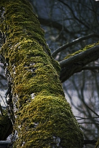 Forest wood bark