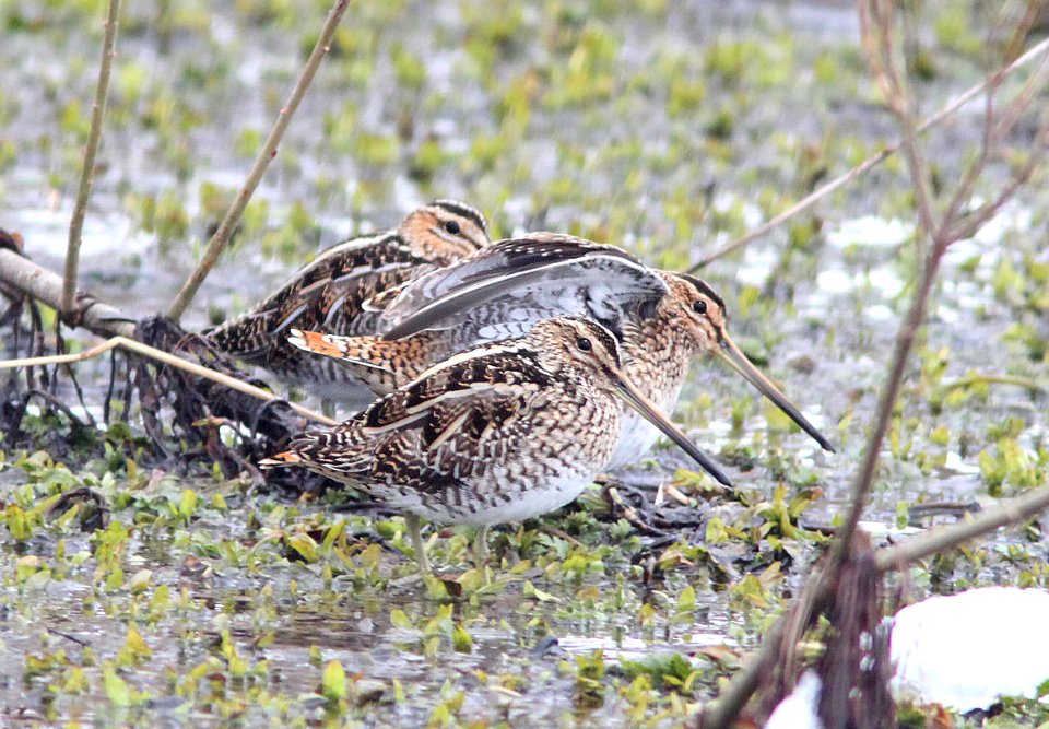 335 & 334 - COMMON & WILSON'S SNIPE (2-20-11) with Wilson's, Tors Cove, Newfoundland   (8)