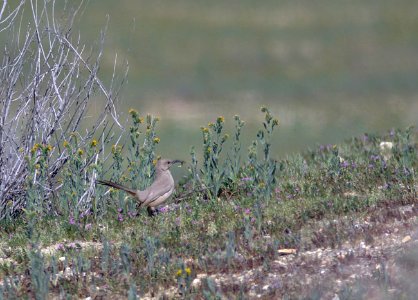 770 - LECONTE'S THRASHER (3-25-08) van metre rd, carrizo plain nat monument, slo co, ca (2)
