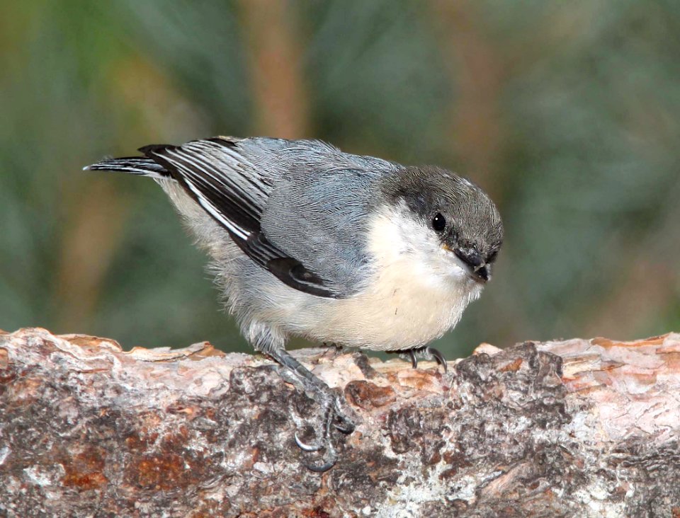 687 - PYGMY NUTHATCH (8-19-11) los alamos, nm  (4)