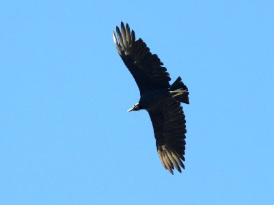 202 - BLACK VULTURE (9-10-10) blue haven rd, patagonia, scc, az
