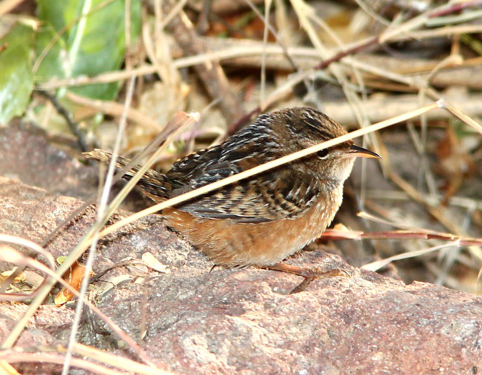 695 - SEDGE WREN (12-2-10) pena blanca lake, scc, az - (2)