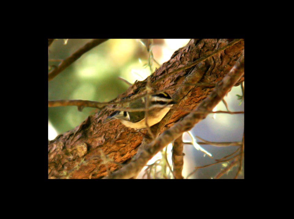 707 - GOLDEN-CROWNED KINGLET (11-17-06) montano de oro, slo co, ca