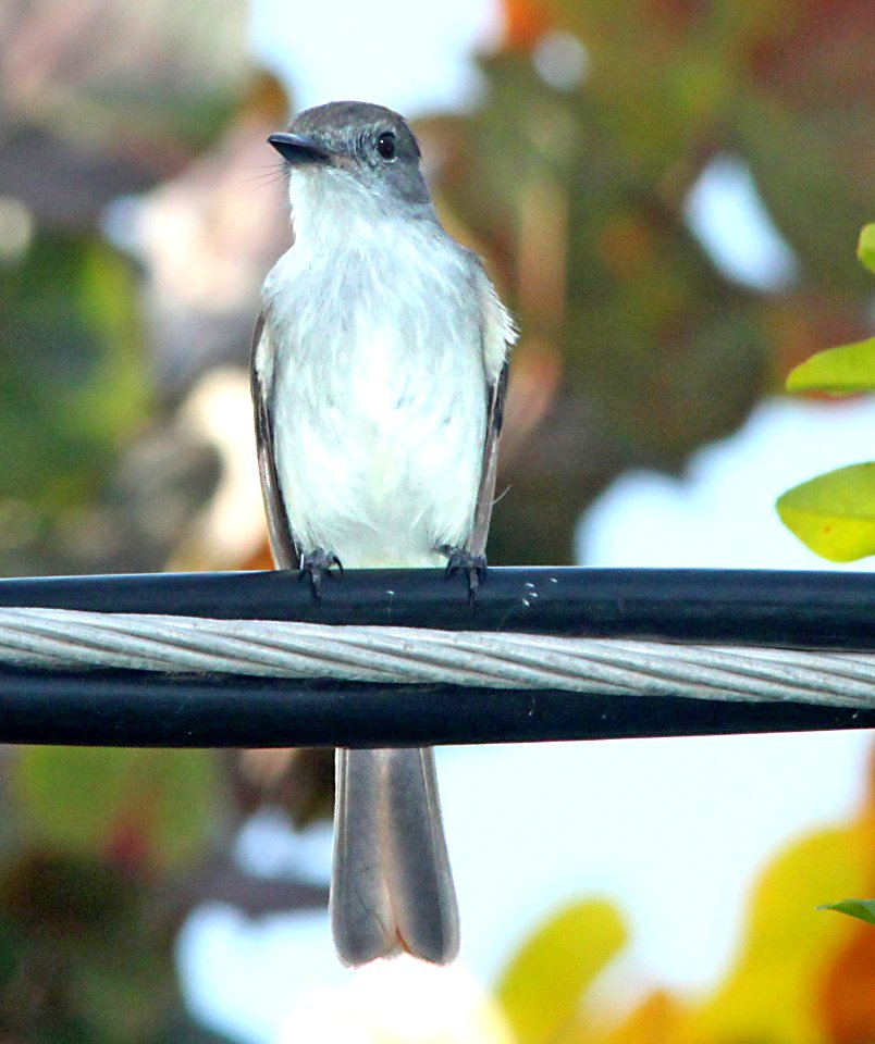 595 - LA SAGRA'S FLYCATCHER (1-21-10) bill baggs state park, key biscayne, fl  (3) - Copy