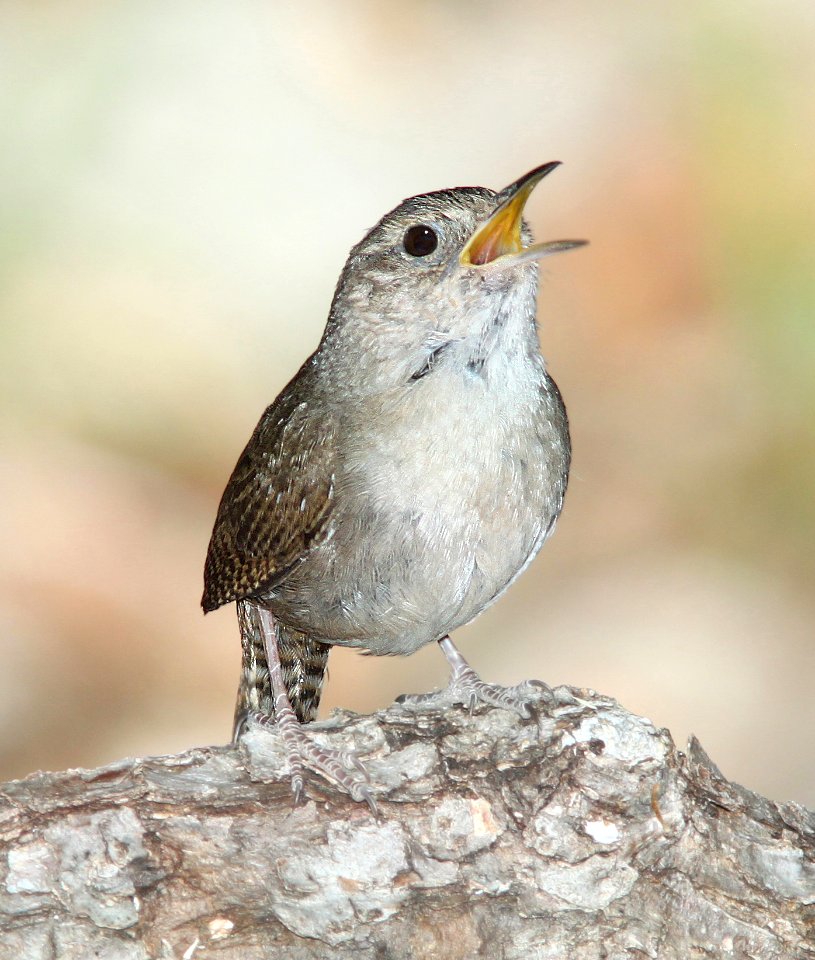 692 - HOUSE WREN (5-25-11) vault mine trail. madera cyn, scc, az - (3)