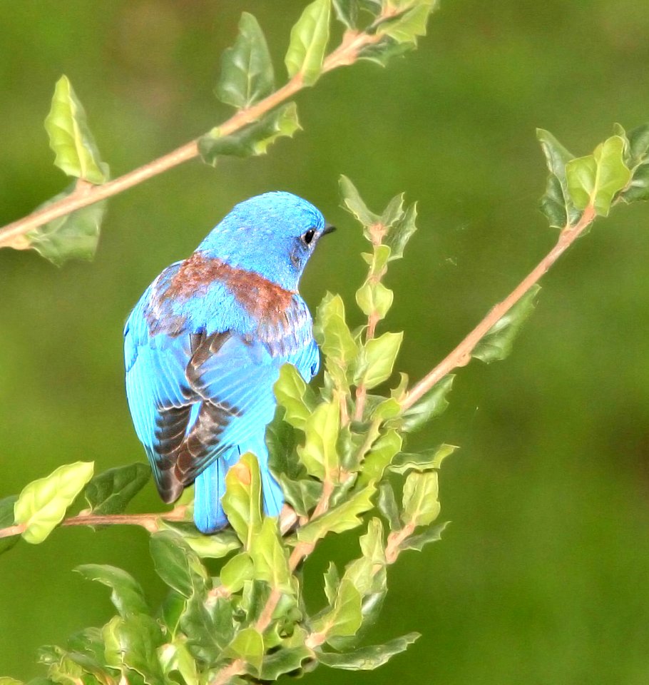 735 - WESTERN BLUEBIRD (3-3-09) canet rd, slo co, ca (2)