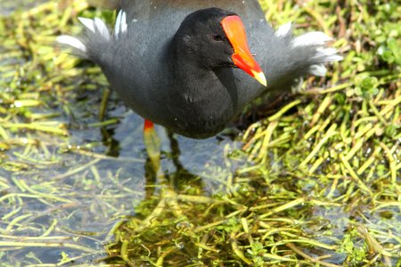 244 -  COMMON GALLINULE (1-30-10) south padre island, tx  (11) - Copy
