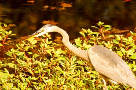 @ Gunners lake