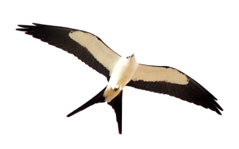 207 - SWALLOW-TAILED KITE (2-27-13)  myakka state park, manatee co, fl  (4)