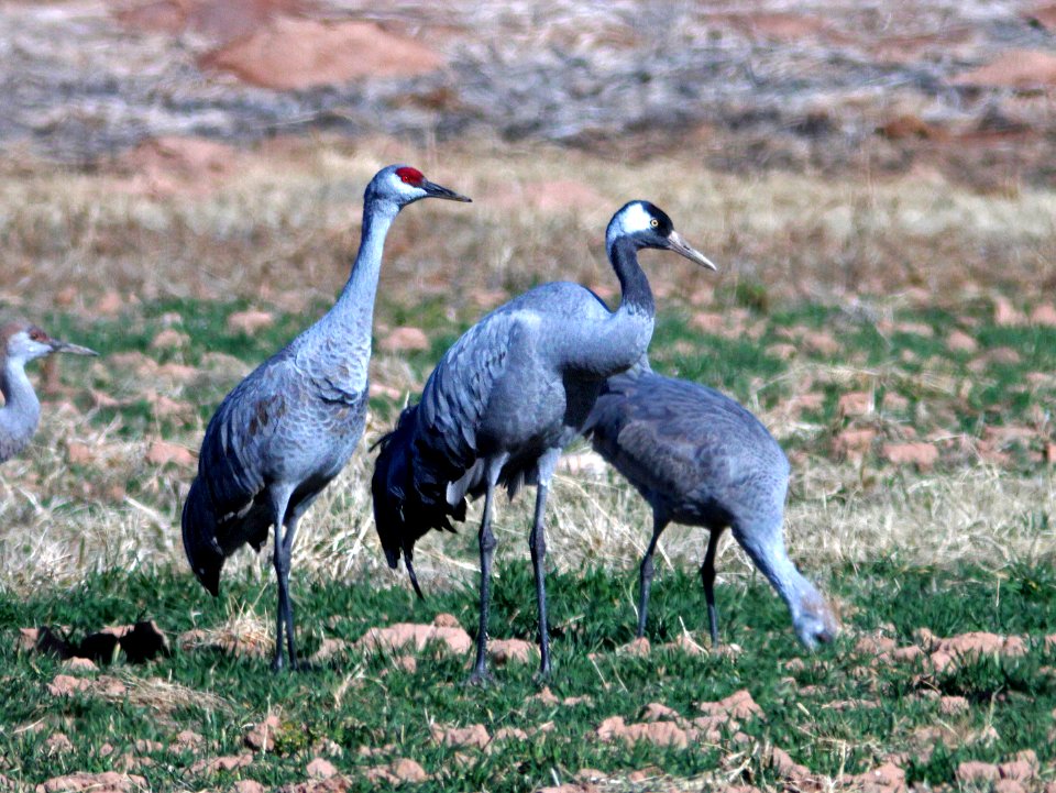 250 - COMMON CRANE (1-28-13) overton, nevada  (1)