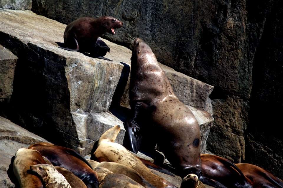 Steller Sea Lions photo