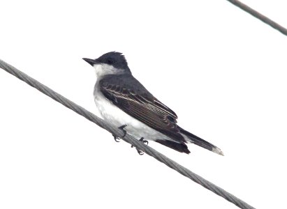 607 - EASTERN KINGBIRD (3-23-13) cameron, la  (1)