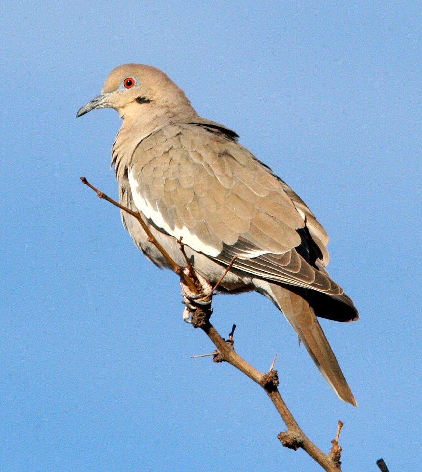 431 - WHITE-WINGED DOVE (1-28-09) columbus, nm  (2)