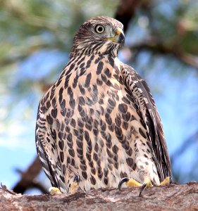 218 - NORTHERN GOSHAWK (7-30-12) upper humboldt cyn, patagonia mts, scc, az  (2)