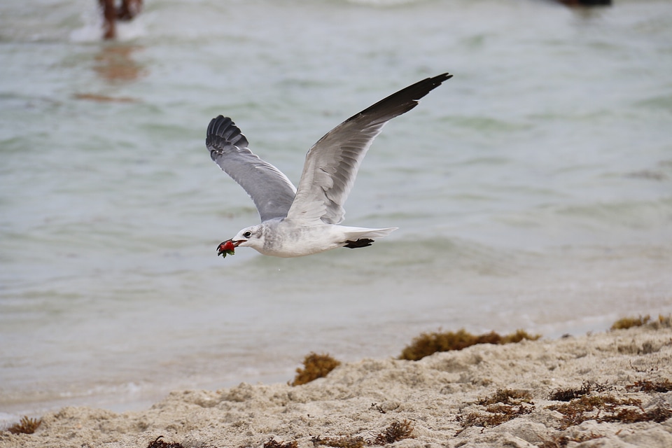 Salt water birds beach