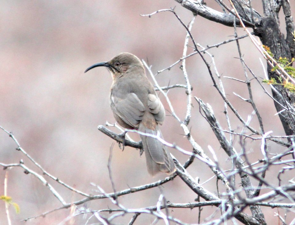 769 - CRISSAL THRASHER (12-18-10) below patagonia lake dam, along sonoita creek -01