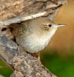 692 - HOUSE WREN (1-2-11) north along river from santa gertrudis lane, tumacacori, scc, az - 01