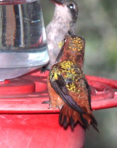 504 -  RUFOUS HUMMINGBIRD (7-24-11) imm male, 78 circulo montana, patagonia lake ranch estates, scc, az - (1)