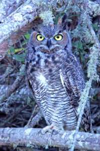 455 - GREAT HORNED OWL (7-3-10) montana de oro state park, slo co, ca