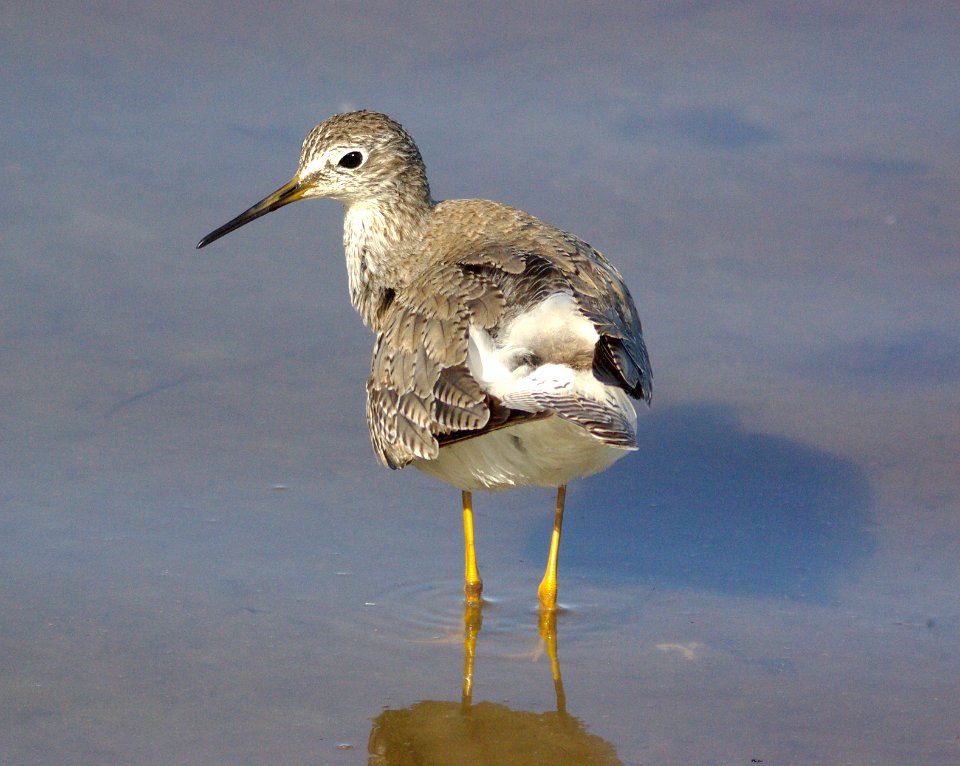 288 - LESSER YELLOWLEGS texas (2)