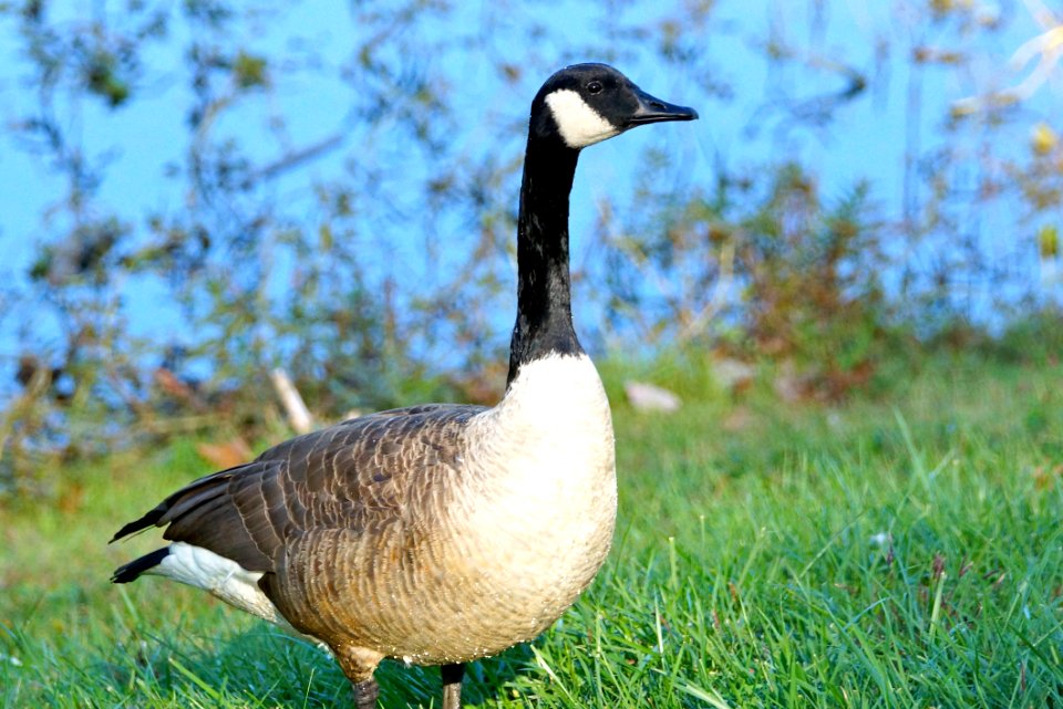 Canada Goose (Branta canadensis)