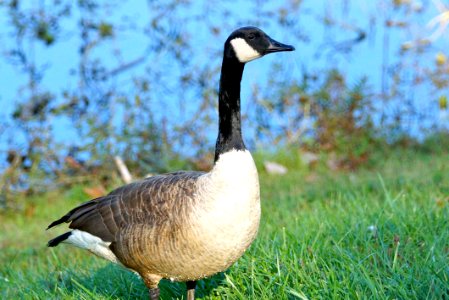 Canada Goose (Branta canadensis)