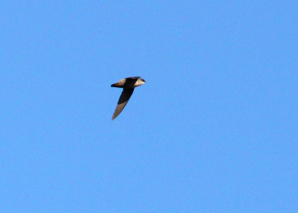 485 - VAUX'S SWIFT (4-29-10) whalerock reservoir, slo co, ca  (2)