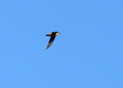 485 - VAUX'S SWIFT (4-29-10) whalerock reservoir, slo co, ca  (2)