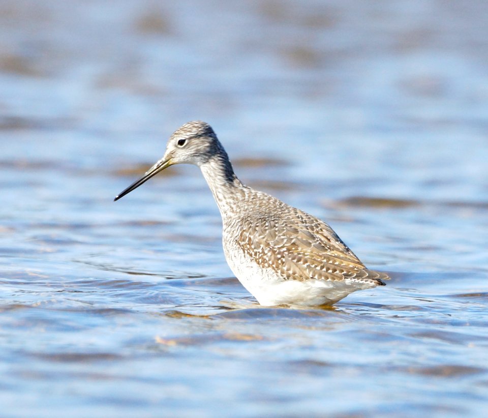 Greater Yellowlegs - (Tringa melanoleuca)  Triadelphia Reservoir