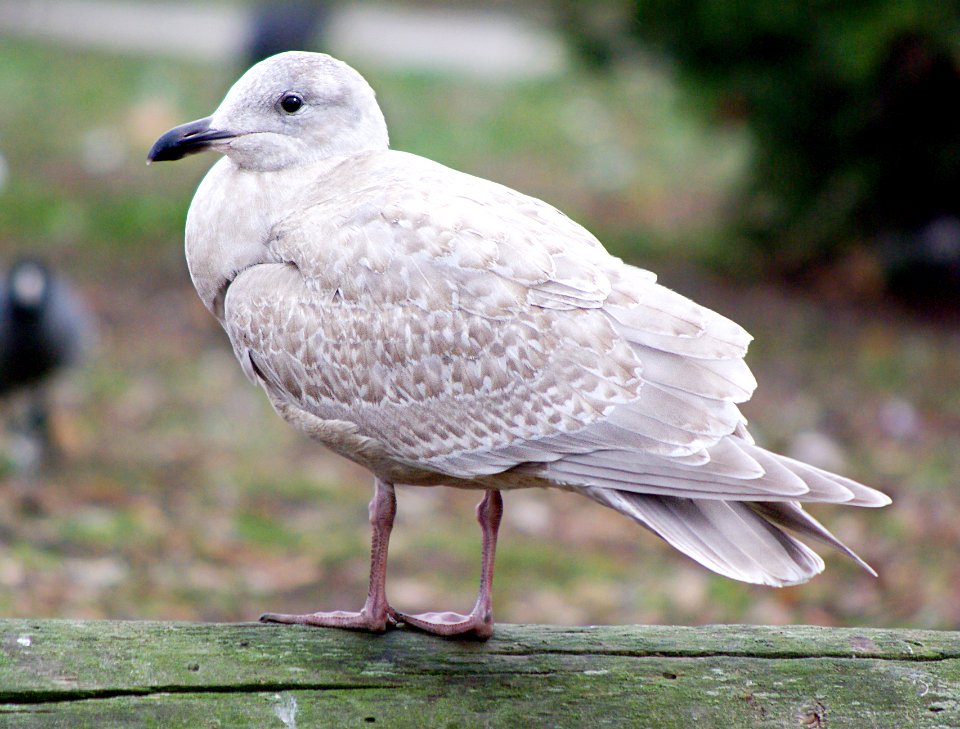 370 - GLAUCOUS-WINGED GULL (1-4-07) first winter, slo co, ca
