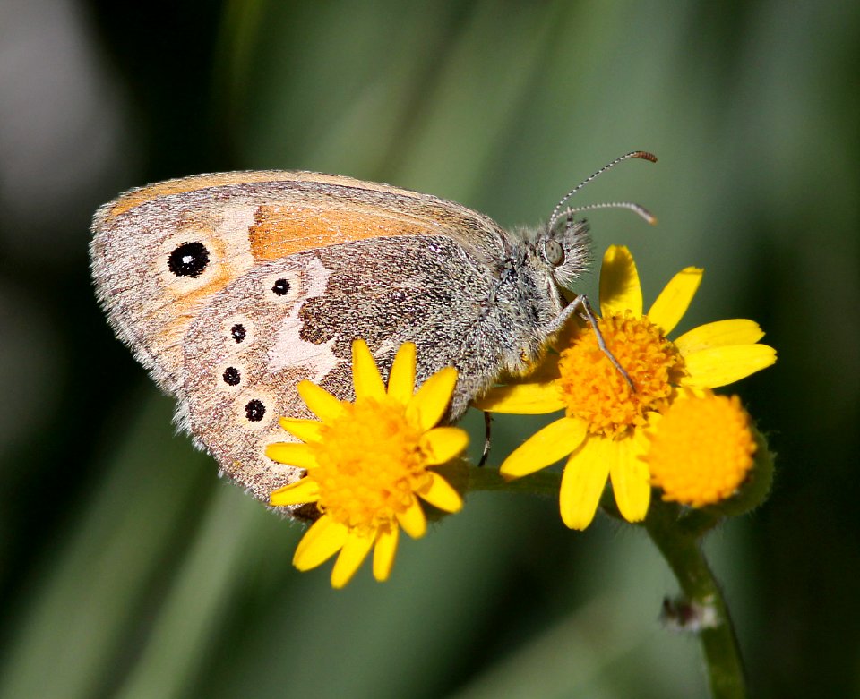 RINGLET, COMMON (Coenonympha tullia) (6-14-13) 8500 ft, alpine divide c g, 4 m south of alpine, apache co, az -02