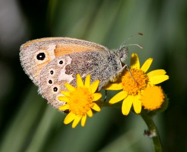 RINGLET, COMMON (Coenonympha tullia) (6-14-13) 8500 ft, alpine divide c g, 4 m south of alpine, apache co, az -02