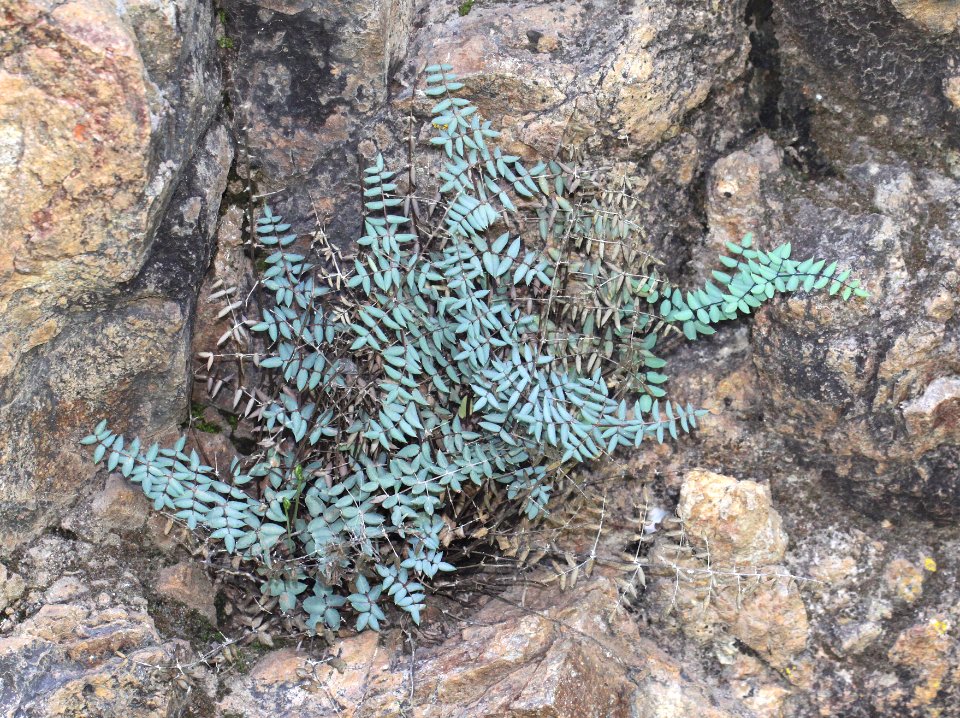 FERN, CLIFFBRAKE (Pellaea truncata) (9-10-12) california gulch, scc, az -01