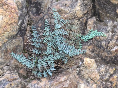 FERN, CLIFFBRAKE (Pellaea truncata) (9-10-12) california gulch, scc, az -01
