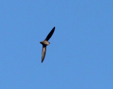485 - VAUX'S SWIFT (4-29-10) whalerock reservoir, slo co, ca  (1)