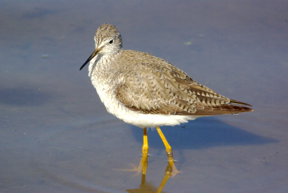 288 - LESSER YELLOWLEGS texas (1)
