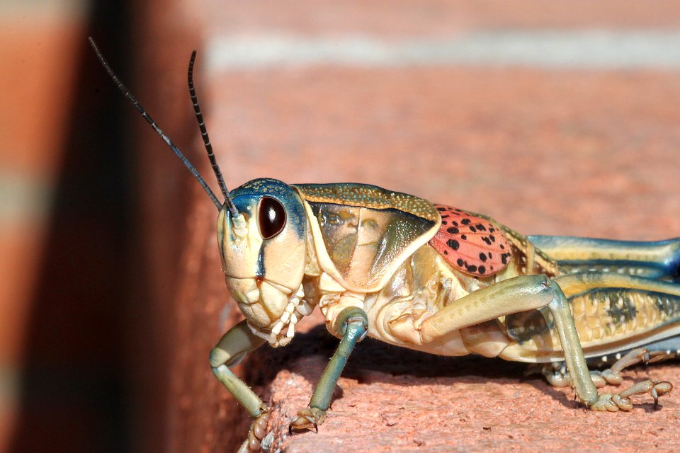 GRASSHOPPER, PLAINS LUBBER (Brachystola magna) (9-2-12) 78 circulo montana, patagonia lake ranch estates, scc, az -02