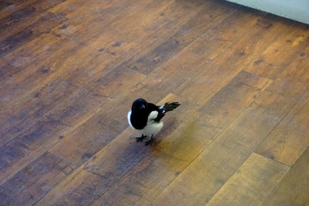 The Hampon Court Magpie in the gift store. He just walked in to keep warm.