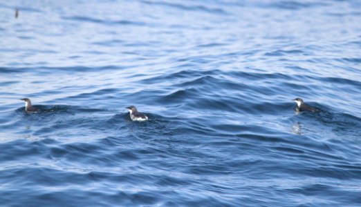 409 - SCRIPPS'S MURRELET (6-12-10) off santa barbara on the Condor, ca (5)