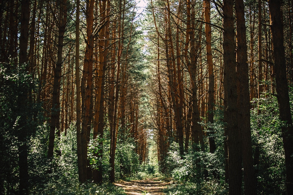 Path woods landscape